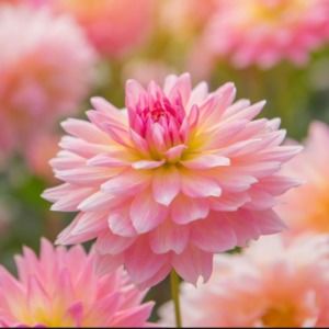 Meet your Posher, Stacey